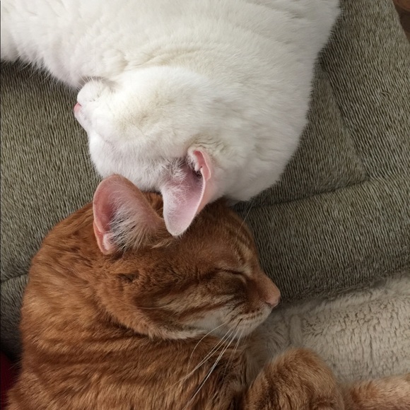 Meet your Posher - Picture 3 of 3